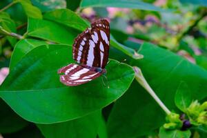 animal fotografía. animal de cerca. macro foto de negro y blanco estampado mariposa o neptis hilas, encaramado en un verde hoja. Bandung - Indonesia, Asia