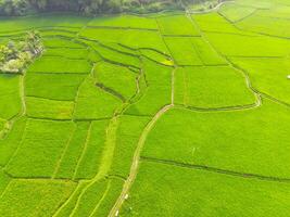 increíble paisaje de aterrazado arroz campo. parte superior ver desde zumbido de verde arroz terraza campo con forma y modelo a cikancung, Indonesia. Disparo desde un zumbido volador 200 metros alto. foto