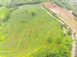 Aerial view of peak Cikancung Hill, Indonesia. Landscape of a green hilltop with plantations. Agricultural Field. Above. Agricultural Industry. Shot from a drone flying 100 meters photo