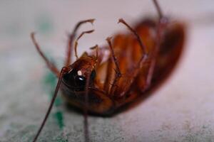 Animal Photography. Animal Closeup. Macro photo of a cockroach's head upside down. A cockroach that is trying to turn its body. Shot with a macro lens