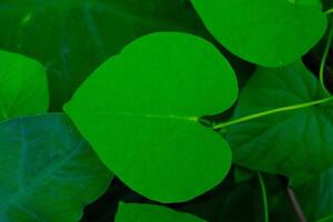 antecedentes fotografía. texturizado antecedentes. antecedentes de corazón conformado plantas. verde hojas crecer salvaje en el canal desagües bandung, Indonesia foto