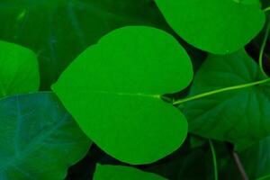 Background Photography. Textured Background. Background of Heart shaped plants. Green leaves grow wild in the gutter drains. Bandung, Indonesia photo