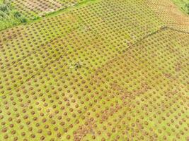 aéreo ver de maíz campos Bandung ciudad, Indonesia. paisaje de un recién plantado maíz campo. agrícola campo. arriba. agrícola industria. Disparo desde un zumbido volador 100 metros foto