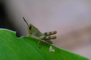 Macrophotography. Animal Photography. Closeup photo of baby grasshopper perched on leaf tip. Baby Javanese Grasshopper or Valanga Nigricornis. Shot in Macro Lens