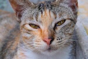 de cerca Disparo de soñoliento a rayas gato. un a rayas gato cuyo ojos son bizco como Si es somnoliento. animal fotografía. mascota gato. selectivo enfocar. macrofotografía. Disparo en macro lente foto