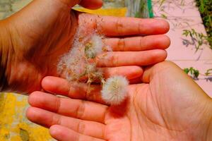 Macro Photography. Plant closeup. Photo of Dandelions flowers on the palm of the hand. Close up photo of dandelion flowers. Bandung - Indonesia, Asia
