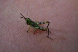 Macrophotography. Animal Photography. Closeup photo of baby Javanese grasshopper perched on hairy skin surface. Baby Javanese Grasshopper or Valanga Nigricornis. Shot in Macro Lens