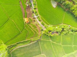 increíble paisaje de aterrazado arroz campo. parte superior ver desde zumbido de verde arroz terraza campo con forma y modelo a cikancung, Indonesia. Disparo desde un zumbido volador 200 metros alto. foto