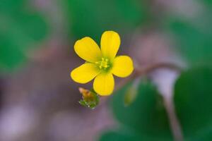 de cerca Disparo de oxalis corniculata flor brotes hermosa amarillo oxalis corniculata creciente en el patio trasero. macrofotografía. Disparo en macro lente foto