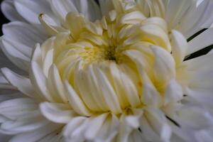 Macrophotography. Selective Focus. Closeup shot of White Chrysanthemum Flower. Beautiful Chrysanthemum flowers growing in the garden. Shot in Macro lens photo