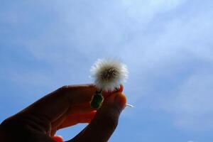 Macro Photography. Plant closeup. Photo of Cutting Dandelions flowers. Close up photo of dandelion flowers with sky background. Bandung - Indonesia, Asia