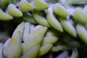 Macrophotography. Selective Focus. Closeup shot of Succulent Hanging plant Sedum Morganianum. Light green hanging plant succulent. Pretty Background photo