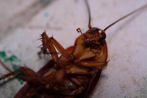 Animal Photography. Animal Closeup. Macro photo of a cockroach's head upside down. A cockroach that is trying to turn its body. Shot with a macro lens