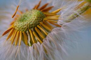 Flower Photography. Plants Closeup. Close up of incomplete dandelion flowers. Dandelion flowers split by the wind. Bandung, Indonesia photo