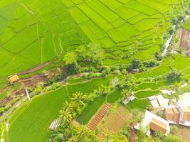 Aerial view of agriculture in rice fields for cultivation in West Java Province, Indonesia. Natural the texture for background. Shot from a drone flying 200 meters high. photo