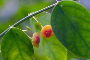 Macro Photography. Selective Focus. Close Up shot of yellow-orange Tecoma Stans or Trumpet Bushes Flowers. Flowering Plants Tecoma stans among the leaves. Pretty Background photo