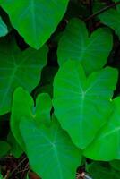 antecedentes fotografía. texturizado antecedentes. macro foto de de hoja ancha verde taro plantas. verde taro plantas crecer salvaje en el canal desagües bandung, Indonesia