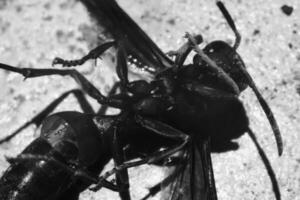 Monochrome Photography. Animal closeup. Black and white macro photo of a wasp lying helplessly. Monochrome close up photo of wasp. Bandung - Indonesia, Asia