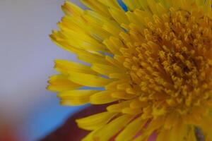 macro fotografía. plantas cerca arriba. macro Disparo de amarillo diente de león flor. joven diente de león flores en el foto utilizando un macro lente