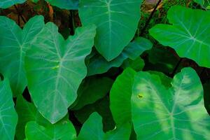 antecedentes fotografía. texturizado antecedentes. macro foto de de hoja ancha verde taro plantas. verde taro plantas crecer salvaje en el canal desagües bandung, Indonesia