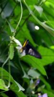 Two friendly yellow butterflies fly together in the field. video