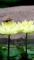 water lelies in een vijver Aan een zonnig dag. mooi water lelie bladeren en wit en geel lotus bloemen Aan water. geel water lelie bloem. video