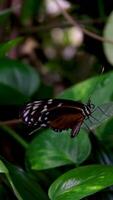 thailändisch Schmetterling im Garten Garten Sommer- Blume und Schmetterling Blume Schmetterling Blume Schmetterling video