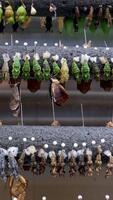 increíble momento, monarca mariposa, pupas y capullos suspendido. transformación de el mariposa concepto video