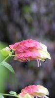 A soft pink tropical flower against a background of a waterfall, beige tip, different flowers collected in one, similar to a cockerel flower against a background of water in a tropical forest video