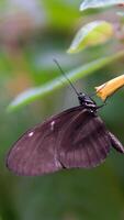 negro mariposa mariposa en árbol hoja en lluvioso día. mariposa parejas apareamiento video