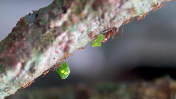 Wildlife of Red ants walking on tree trunk with blur green nature background. Ants crawling on tree bark. Close up footage of insect. Thailand, Phuket island. video