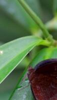 negro mariposa mariposa en árbol hoja en lluvioso día. mariposa parejas apareamiento video