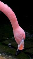 amerikan rosa flamingo Phoenicopterus ruber makro huvud spårning video