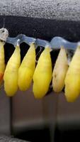 Amazing moment, monarch butterfly, pupae and cocoons suspended. Transformation of the butterfly concept video