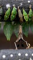 Amazing moment, monarch butterfly, pupae and cocoons suspended. Transformation of the butterfly concept video