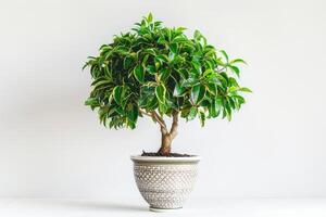 small potted banyan tree Housed in a vintage-inspired container. photo