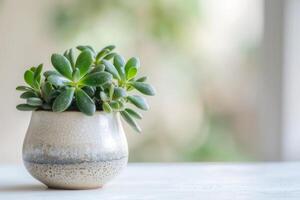 A miniature jade plant elegantly positioned in a ceramic pot on a white background. photo