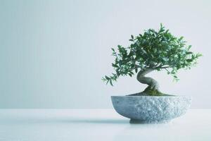 un bonsai árbol plantado en un limpio, minimalista maceta. foto