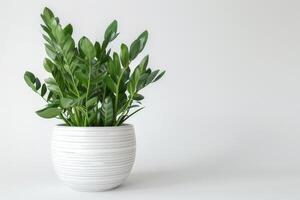 Green Zamioculcas plants displayed in white ceramic pots on a white background. photo
