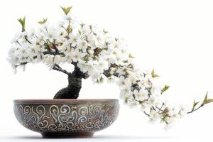 Cherry blossom trees in full bloom are planted in ornate ceramic pots. photo