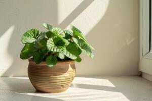 Fittonia in a brown terracotta pot with sunlight against a white background. photo