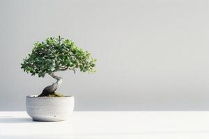 un solitario bonsai árbol esmeradamente plantado en un cerámico maceta. foto