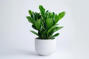 Green Zamioculcas plants displayed in white ceramic pots on a white background. photo