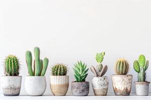 Row of ornamental cacti photo