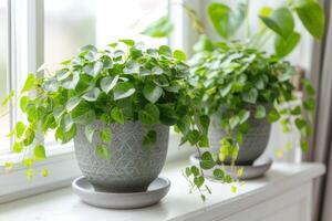 Green plants blooming in pots white background photo