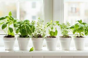 Herbs grown in small pots photo