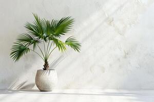 Towering palm tree in modern ceramic pot photo