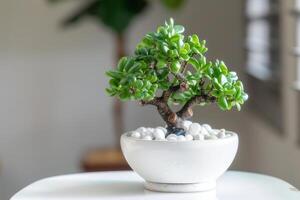 un miniatura jade planta esmeradamente posicionado en un cerámico maceta en un blanco antecedentes. foto