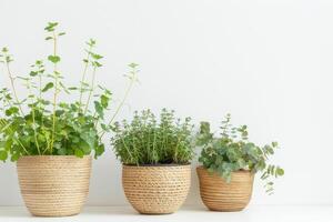 Green plants blooming in pots white background photo