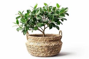 small potted banyan tree Displayed in a woven basket. photo